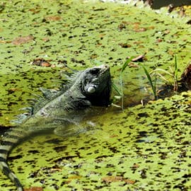 La Inteligencia artificial llega a la Amazonía para monitorear su biodiversidad