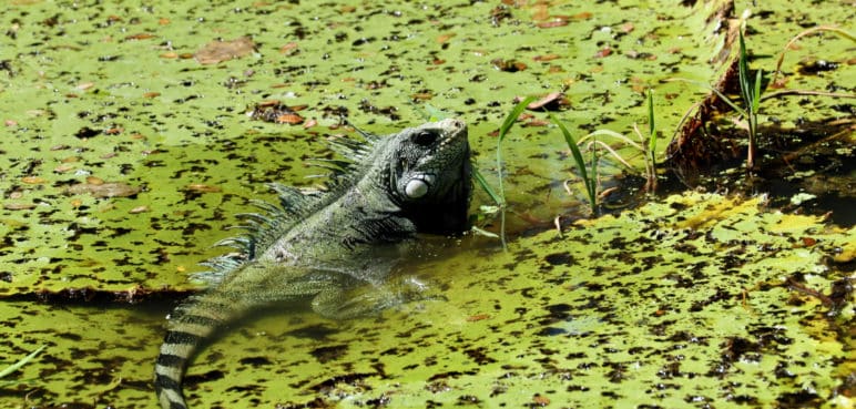 La Inteligencia artificial llega a la Amazonía para monitorear su biodiversidad