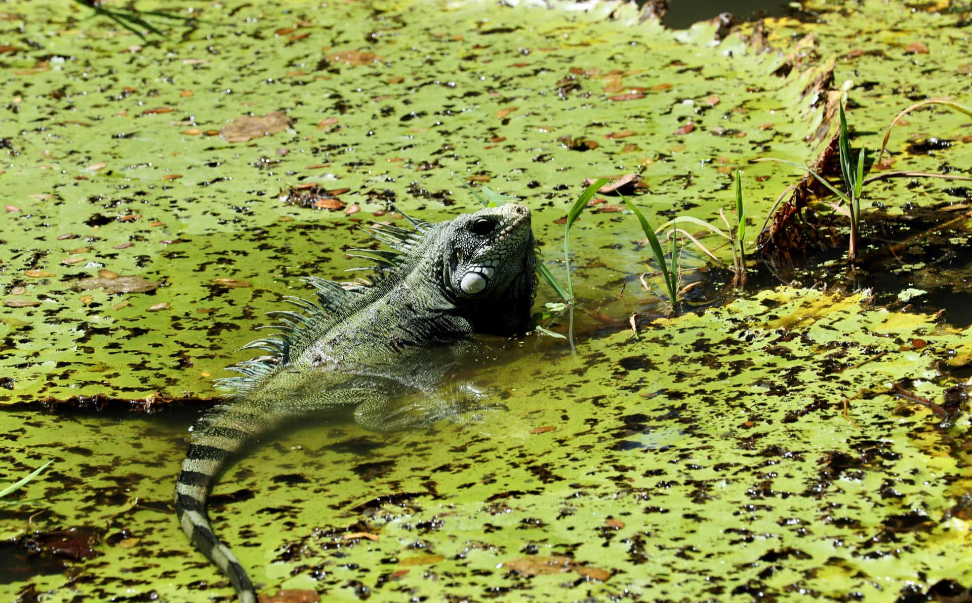 La Inteligencia artificial llega a la Amazonía para monitorear su biodiversidad