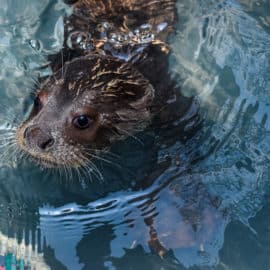 Conozca a Kirpa, la nutria 'milagro' rescatada y recuperada por el Zoológico de Cali