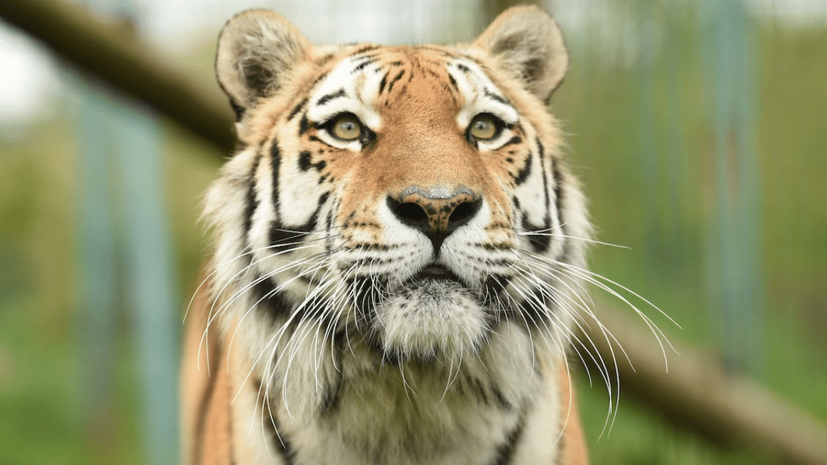 Mila, tigresa en peligro de extinción, murió tras accidente dentro de un zoológico