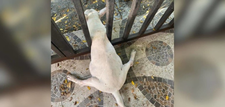 Video: Bomberos de Cali rescataron a perrito que quedó atrapado en una reja