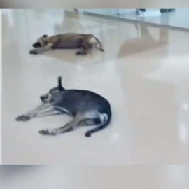 Un 'airecito' pa' este sol: Centro comercial acoge animalitos por ola de calor