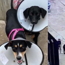Video: Buscan a los responsables de abandonar a dos perritas en Bienestar Animal de Cali