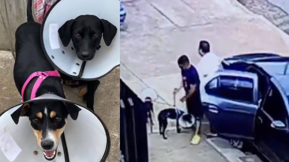 Video: Buscan a los responsables de abandonar a dos perritas en Bienestar Animal de Cali