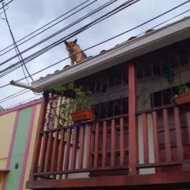 ¿Cómo llegó allá? Bomberos rescataron a perrito que estaba en un techo en Cali