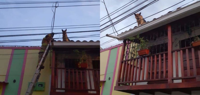 ¿Cómo llegó allá? Bomberos rescataron a perrito que estaba en un techo en Cali