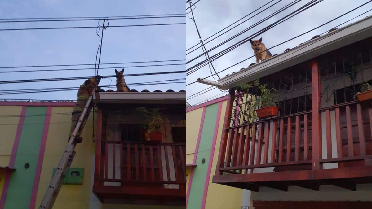 ¿Cómo llegó allá? Bomberos rescataron a perrito que estaba en un techo en Cali