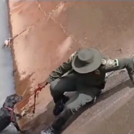 Video: Perrito que se cayó a un canal de aguas lluvias fue rescatado