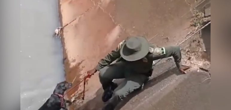 Video: Perrito que se cayó a un canal de aguas lluvias fue rescatado