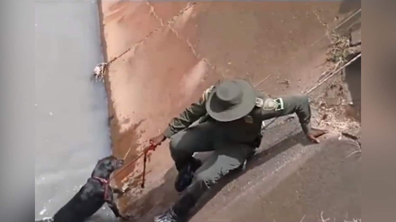 Video: Perrito que se cayó a un canal de aguas lluvias fue rescatado