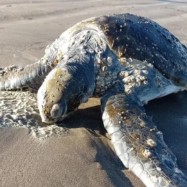 Regresa 'bajo el mar': Una tortuga volvió a su hábitat luego de ser rescatada