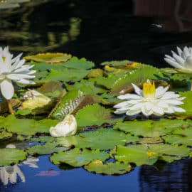 ¡Cali es COP16! Estas son algunas postales de la capital de la biodiversidad