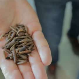 ¿Comería insectos? Esta iniciativa busca reemplazar los alimentos tradicionales