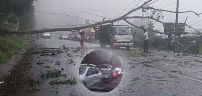 Video: "Llegarán mañana", caída de árbol provoca trancón en la vía al mar
