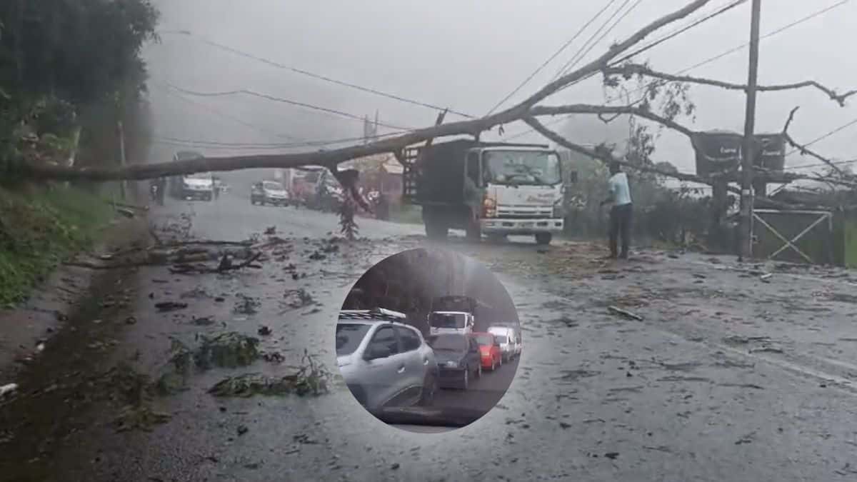 Video: "Llegarán mañana", caída de árbol provoca trancón en la vía al mar