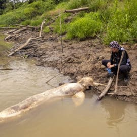 La crisis climática amenaza la vida de los delfines rosados del Amazonas colombiano