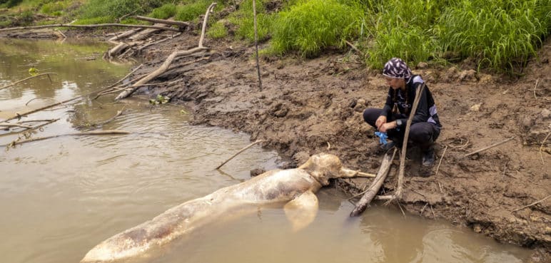 La crisis climática amenaza la vida de los delfines rosados del Amazonas colombiano