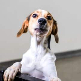 Centro de Bienestar Animal en Cali reactiva servicio de consulta externa