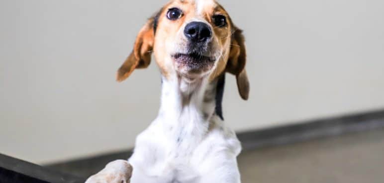 Centro de Bienestar Animal en Cali reactiva servicio de consulta externa