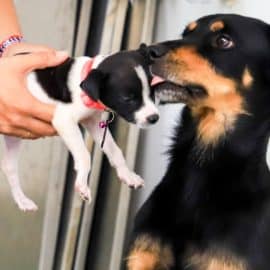 Gran jornada de adopción en Cali: Conoce al nuevo miembro de tu familia