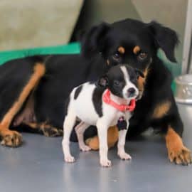 Denuncian presuntas irregularidades en el Centro de Bienestar Animal