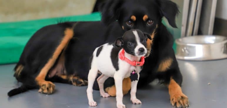 Centro de Bienestar Animal de Cali: ¿Qué servicios prestará en enero?