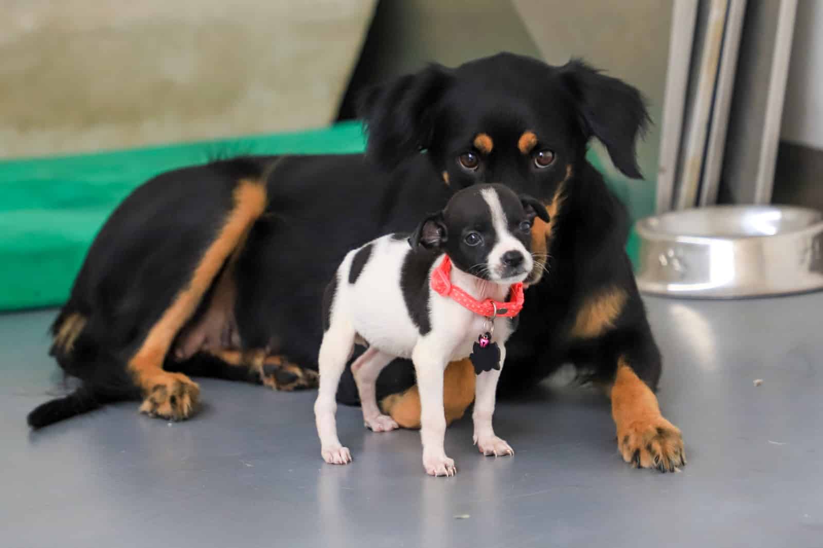 Denuncian presuntas irregularidades en el Centro de Bienestar Animal