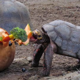 ¡Aliste su mejor disfraz! Niños y niñas entrarán gratis al Zoológico en Halloween