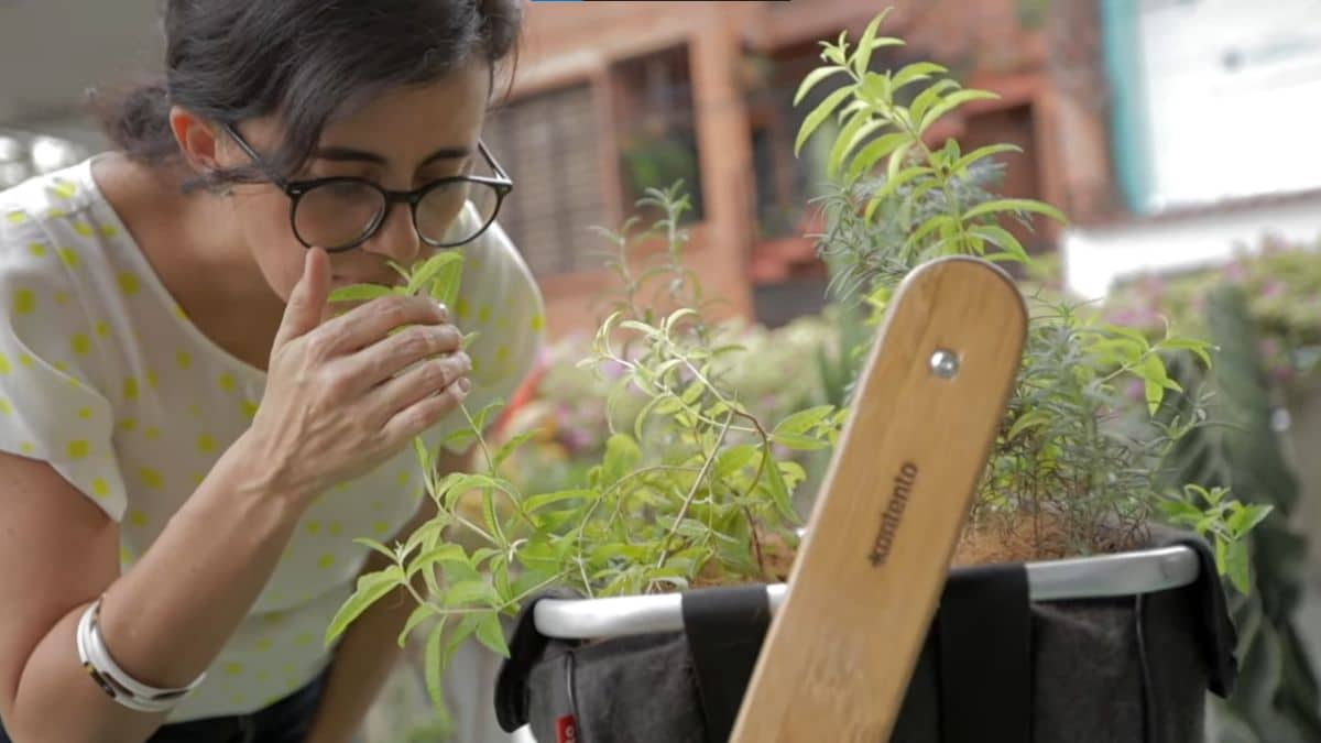 Huertas caseras: alimentación saludable "de la huerta a la mesa"