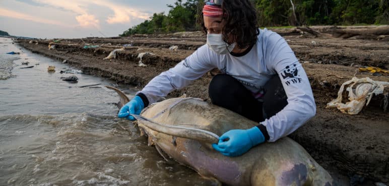 Investigan muerte de 120 delfines en la Amazonía por supuesta biotoxina