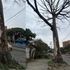 ¡No aguantó! Ceiba de 200 años sería talada tras prenderle fuego