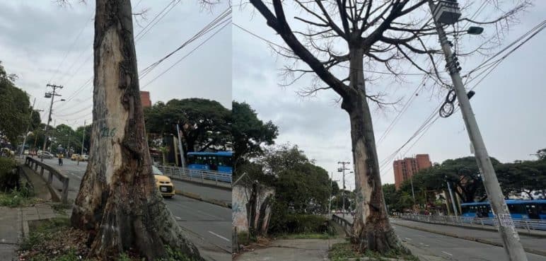 ¡No aguantó! Ceiba de 200 años sería talada tras prenderle fuego