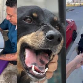 Adoptan perrita que era maltratada en Cali: Este será su nuevo hogar