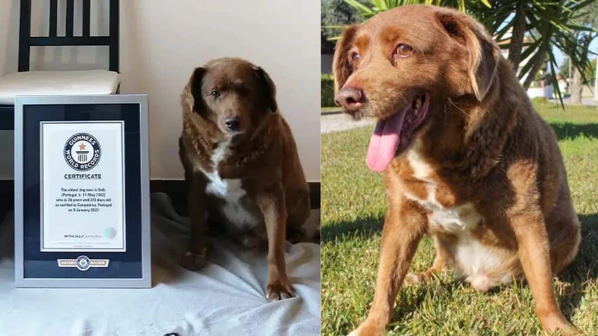 Por la pérdida de su hábitat, gato salvaje busca aparearse con el doméstico