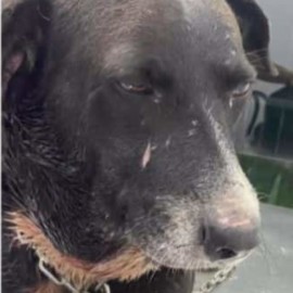 Video: Perrito fue rescatado mientras deambulaba en las calles con una cadena al cuello