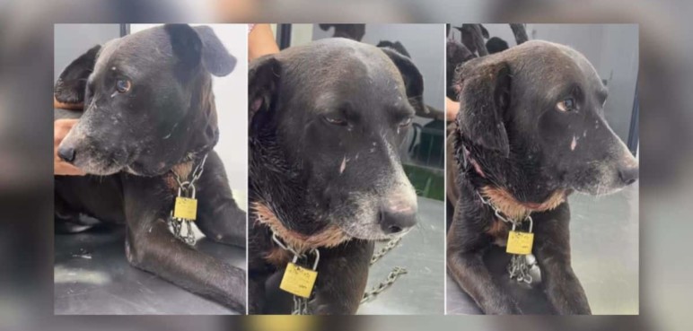 Video: Perrito fue rescatado mientras deambulaba en las calles con una cadena al cuello