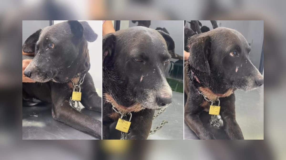 Video: Perrito fue rescatado mientras deambulaba en las calles con una cadena al cuello