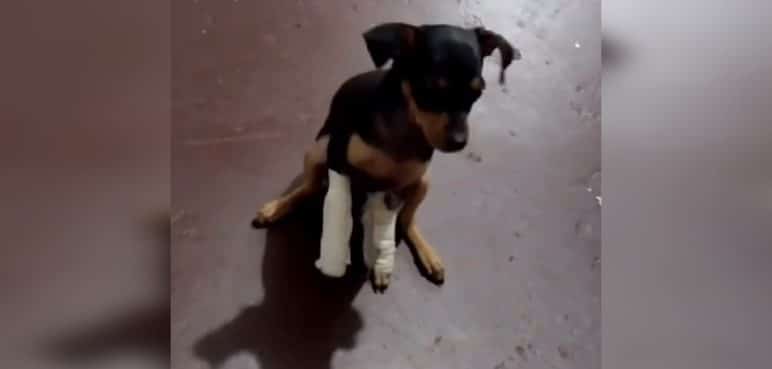 Video: Indefensa perrita fue víctima de acto de crueldad en Bucaramanga