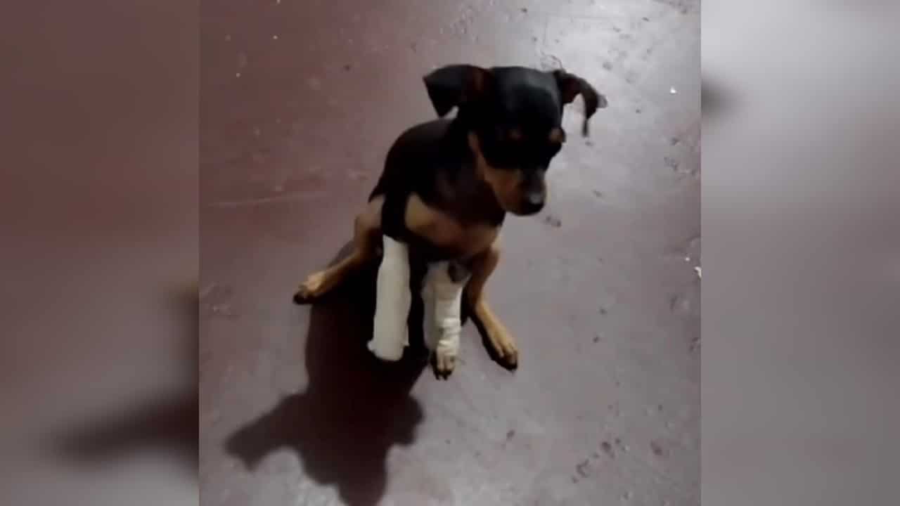 Video: Indefensa perrita fue víctima de acto de crueldad en Bucaramanga