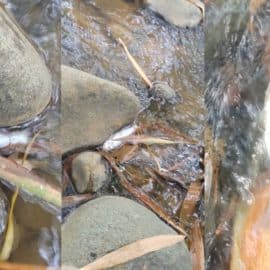 ¿Qué está pasando? Mortandad de peces en el río Meléndez alerta a ciudadanos