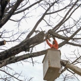 "Talamos 200 años de la historia”: Dagma ante tala de la ceiba en el sur de Cali