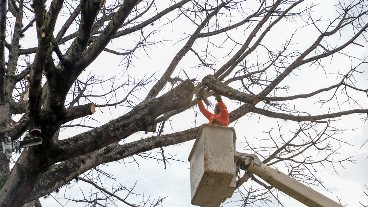 "Talamos 200 años de la historia”: Dagma ante tala de la ceiba en el sur de Cali