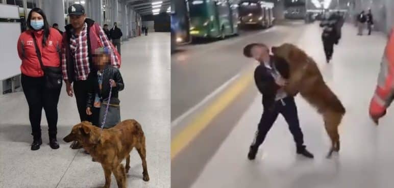 ¡Un final feliz! Perrito se encontró con su familia luego de perderse