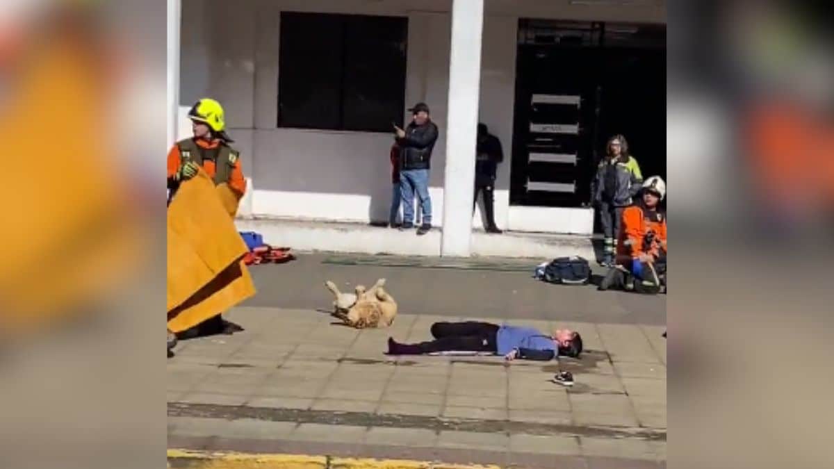 ¡Un final feliz! Perrito se encontró con su familia luego de perderse