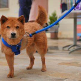 Adopción de mascotas: Una de las prioridades del Gobierno de Petro