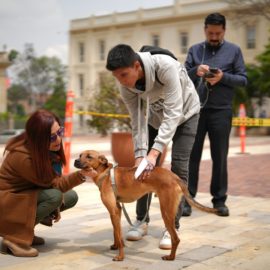curso-para-tener-una-mascota-este-es-el-proyecto-de-ley-15-11-2023