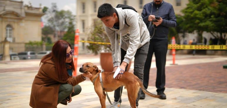 Curso para tener una mascota: Este es el proyecto de ley