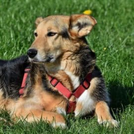 ¿Adoptar perritos adultos? Estas son las razones para hacerlo