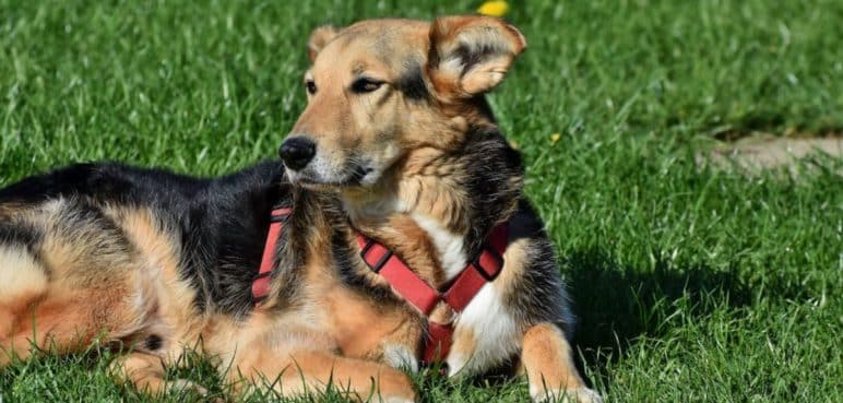¡Atención! Denuncian varios casos de robos de perritos en el norte Cali
